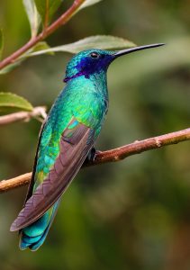 colibri