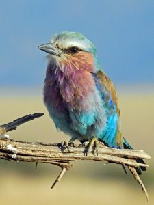 oiseau-colore