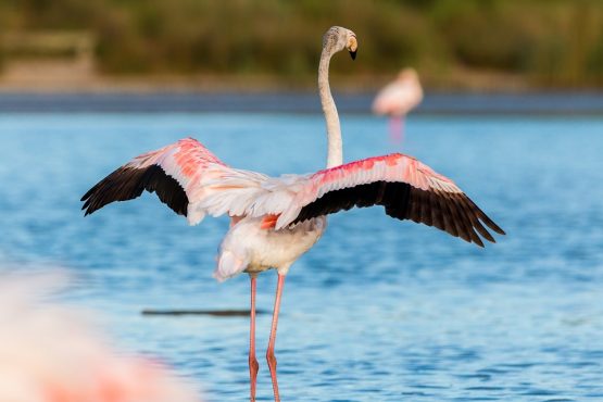 Observer les oiseaux